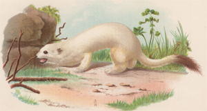 Ermine or Large Weasel (winter coat)